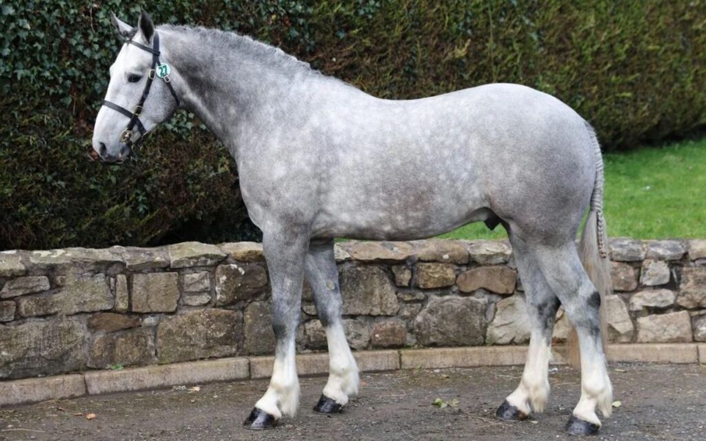 A dapple-gray horse with a braided tail, wearing a bridle, standing in front of a stone wall and green hedge.