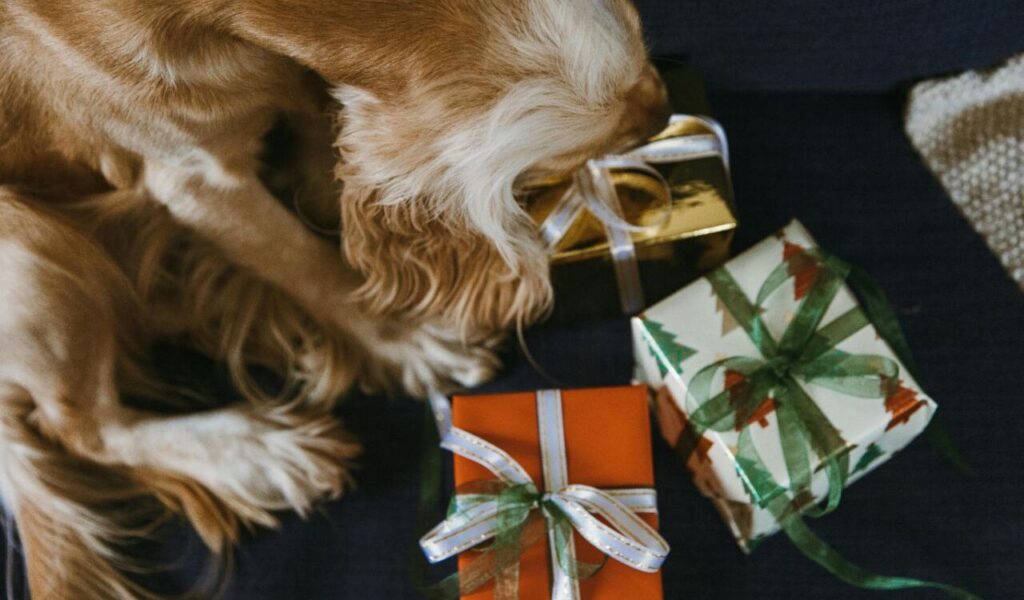 Dog sniffing three wrapped Christmas presents with ribbons.