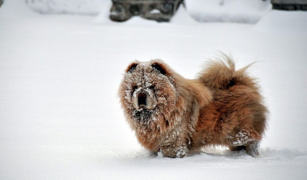 Chow Chow covered in snow