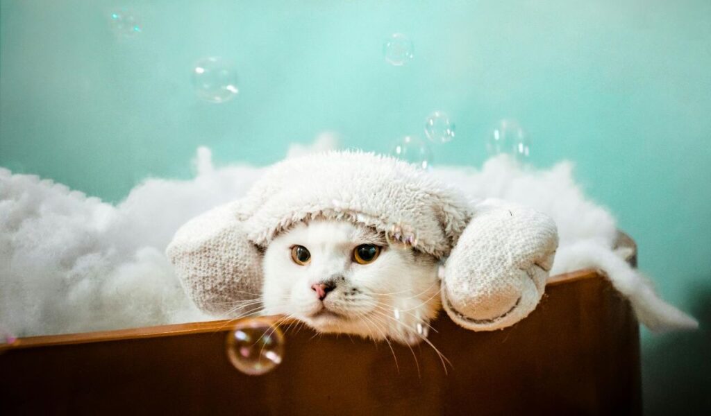 white cat with earmuffs surrounded by bubbles and clouds