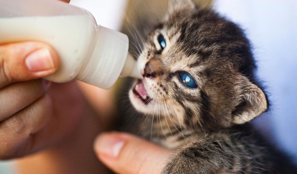 Kitten drinking milk from a bottle.