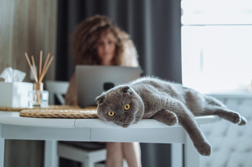 Scottish Fold cat relaxing lazily on table