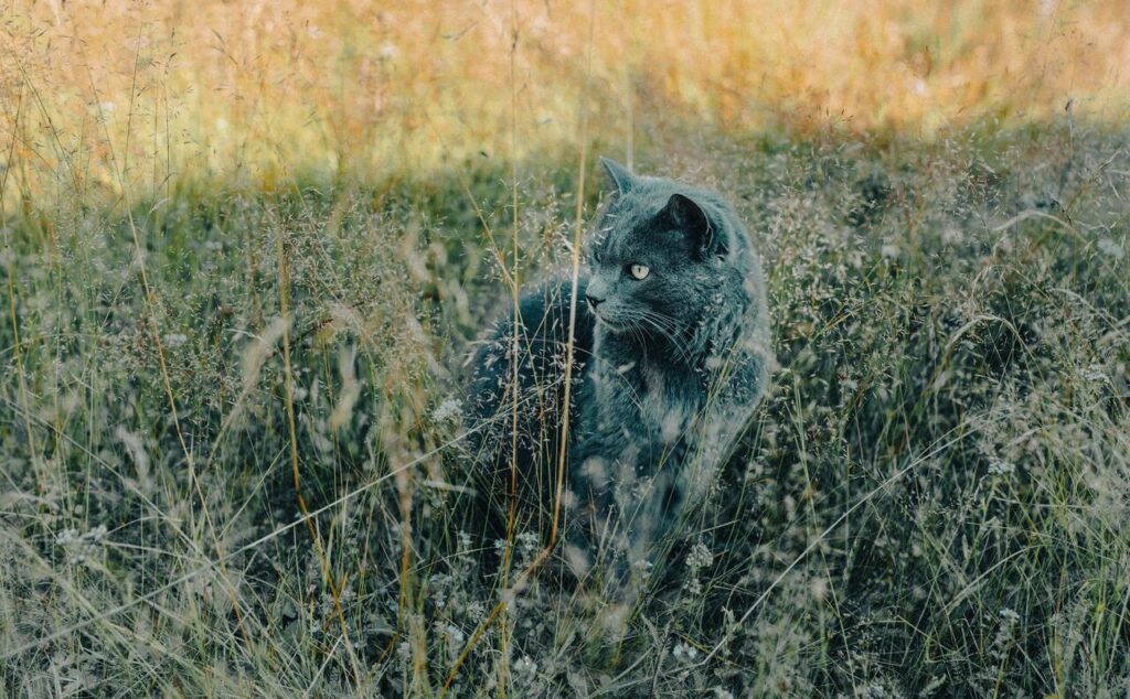 Grey cat exploring a grassy field.