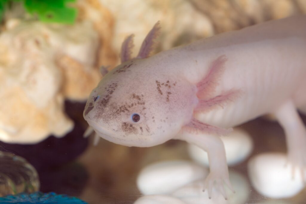axolotl