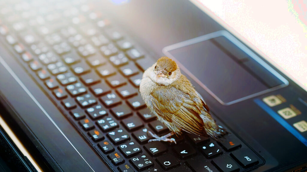 Bird on laptop