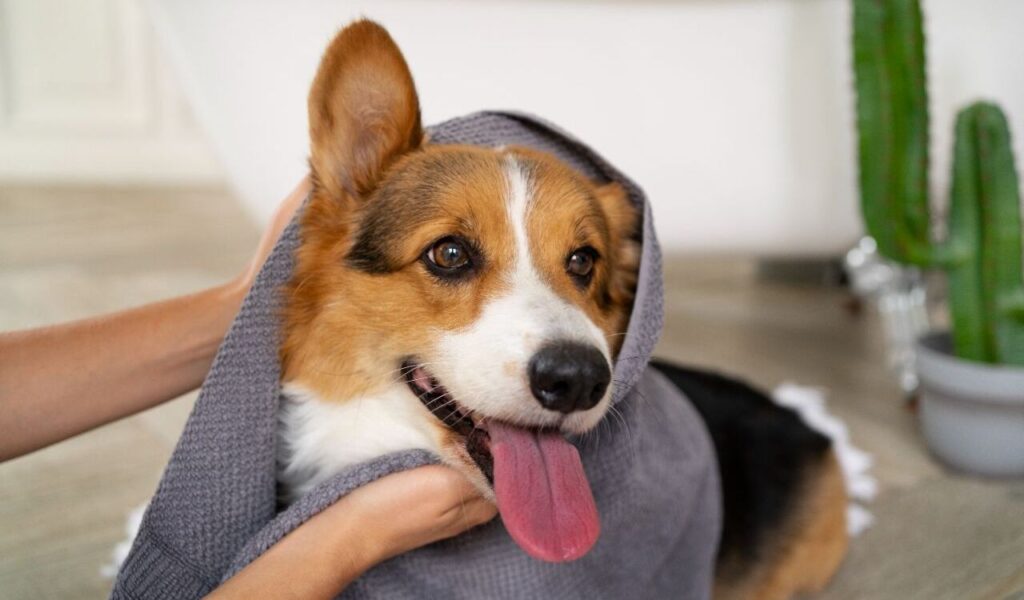 Happy Corgi wrapped in a cozy gray blanket with tongue out.