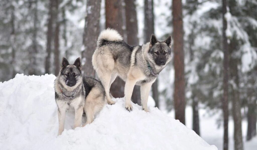 Two Norwegian Elkhounds standing on a snow mound in a forest