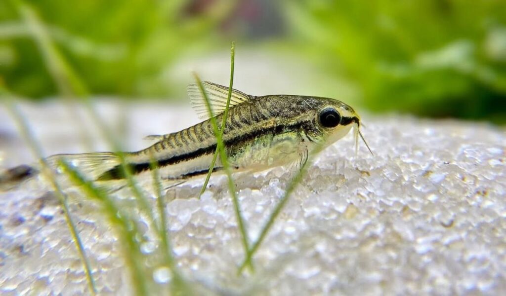 Small pygmy corydoras resting on white substrate.