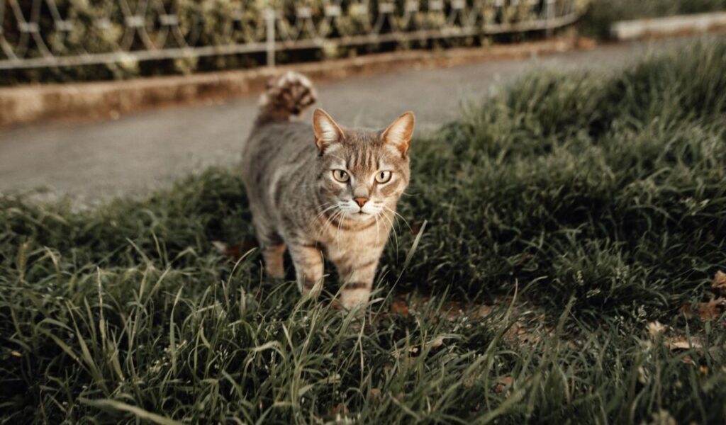Cat walking through grass.