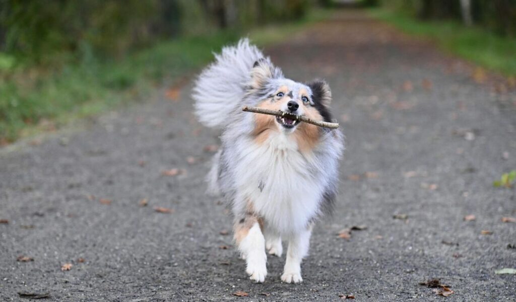 Why It Is Important to Walk Your Dog Every Day