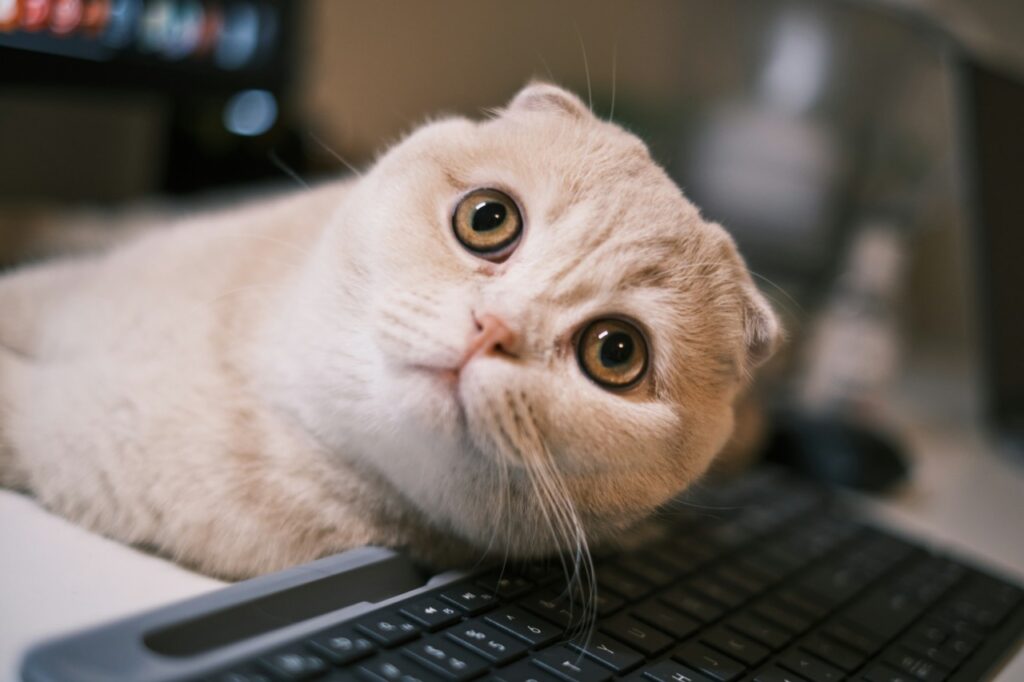 Wide-eyed Scottish Fold cat lying by keyboard