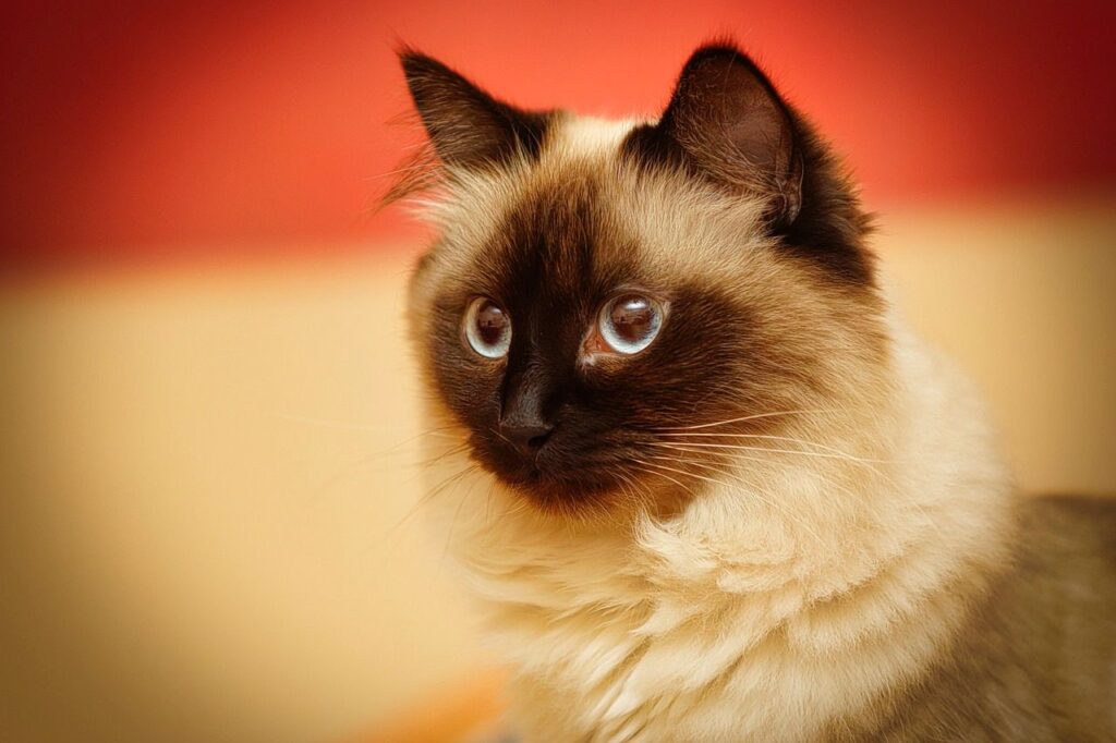 Birman cat with vibrant eyes.