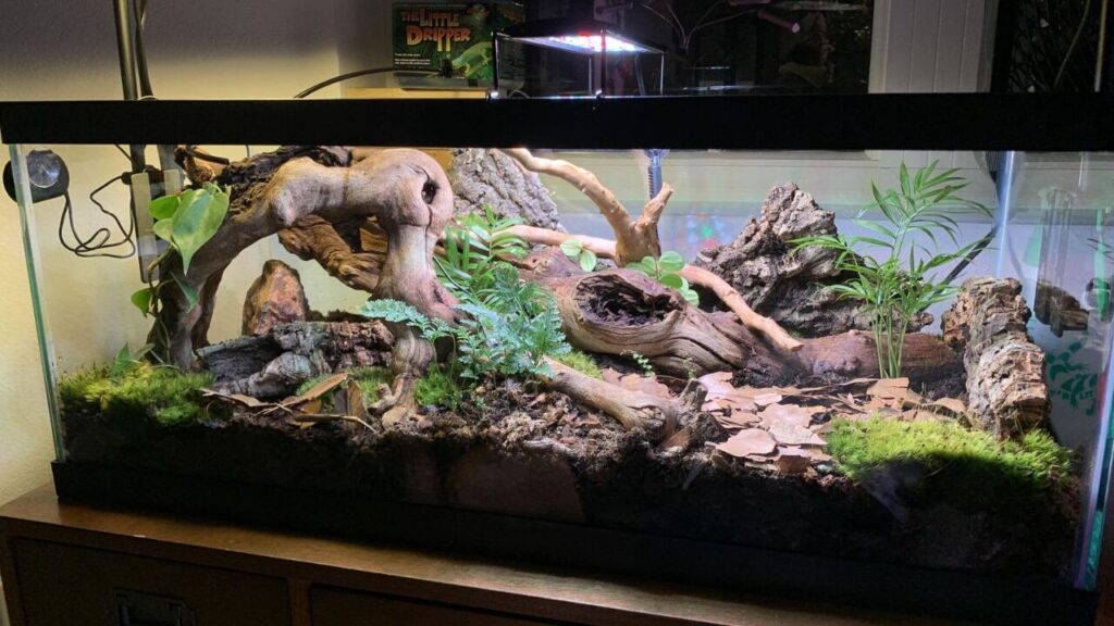  A naturalistic terrarium setup with a combination of moss, ferns, and leafy plants, creating a lush forest-like environment. The enclosure features large twisted driftwood pieces, bark, and rocks for climbing and hiding spots. The substrate is a mix of soil and leaf litter, providing a realistic forest floor. Overhead lighting and heat lamps illuminate the habitat, with a hygrometer visible on the left to monitor humidity levels. The setup is placed on a wooden stand for display.