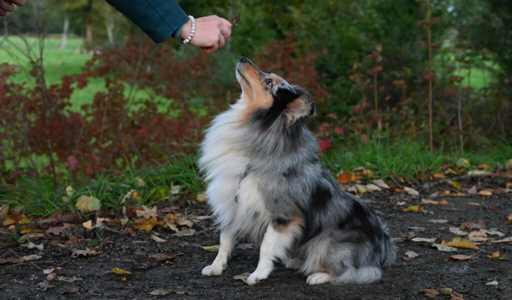Shetland Sheepdog sitting and looking up at a treat.