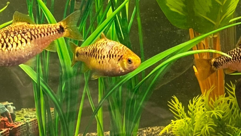Gold Barb