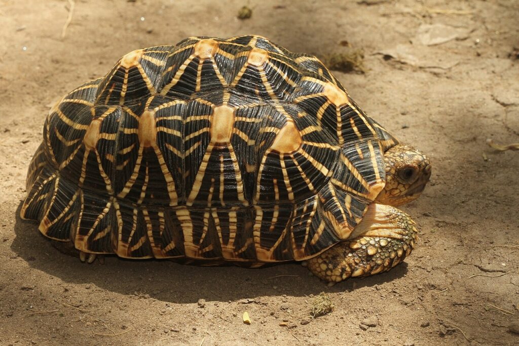 indian star tortoise