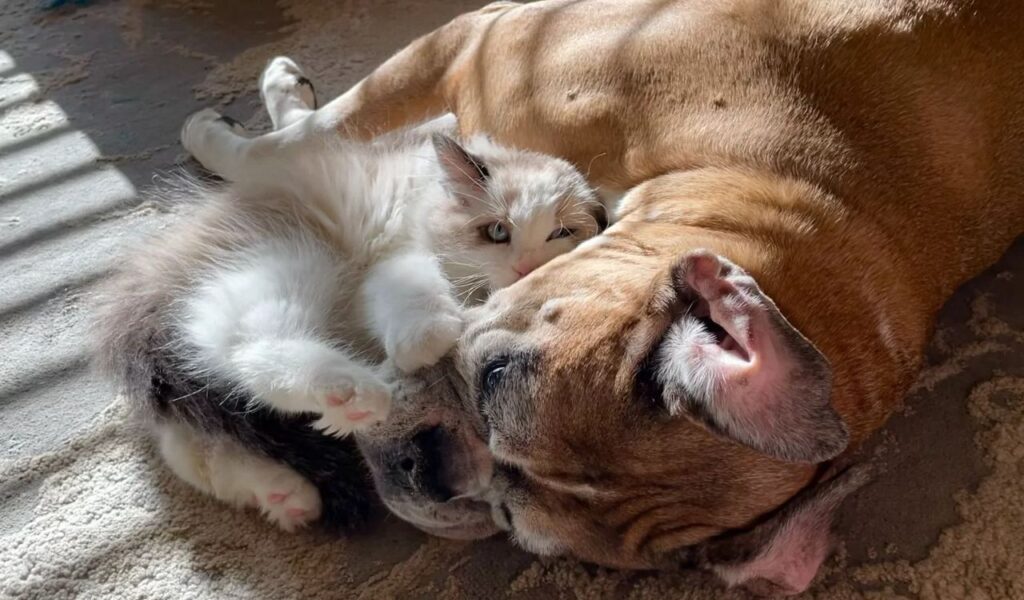 Boxer dog and a kitten cuddling on a bed.