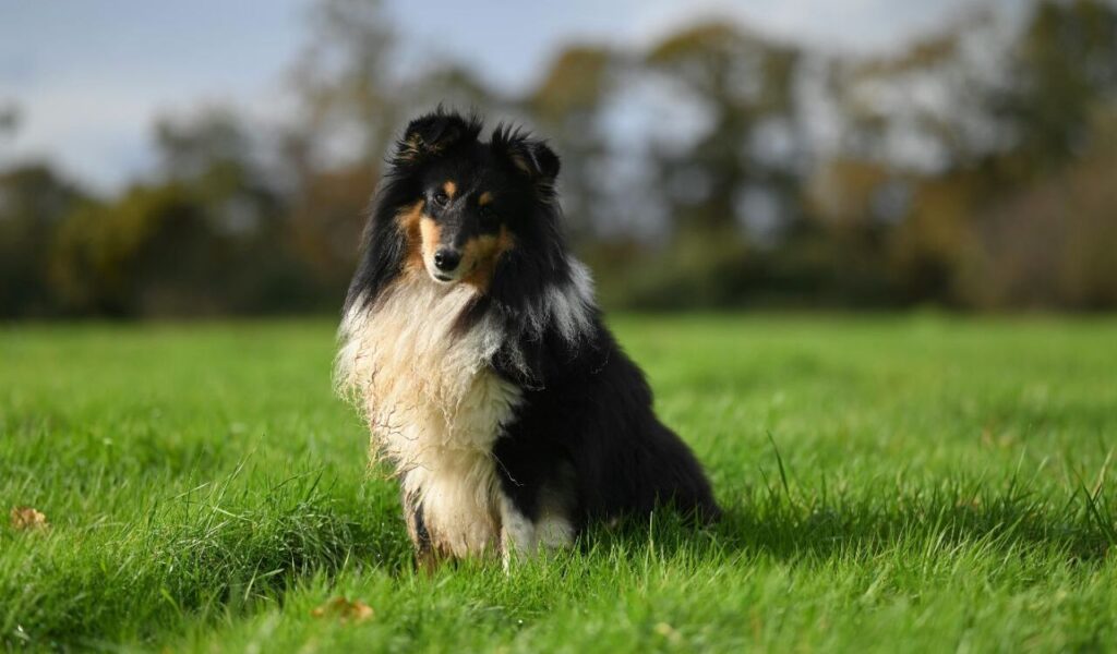 Shetland Sheepdog sitting on the grass with a scenic background.