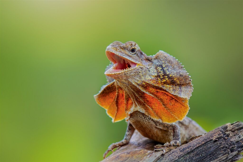 FRILLED LIZARD / DRAGON
