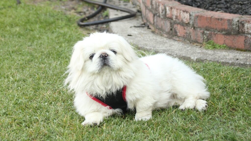 A small white dog with a fluffy coat lying on green grass near a brick garden border. The dog is wearing a black harness with red trim, and its expressive face features dark eyes and a short nose. The setting includes a neatly maintained lawn and a curved brick planter in the background, creating a relaxed outdoor atmosphere.