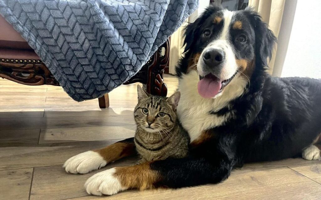 Bernese Mountain Dog and a tabby cat resting together on the floor.