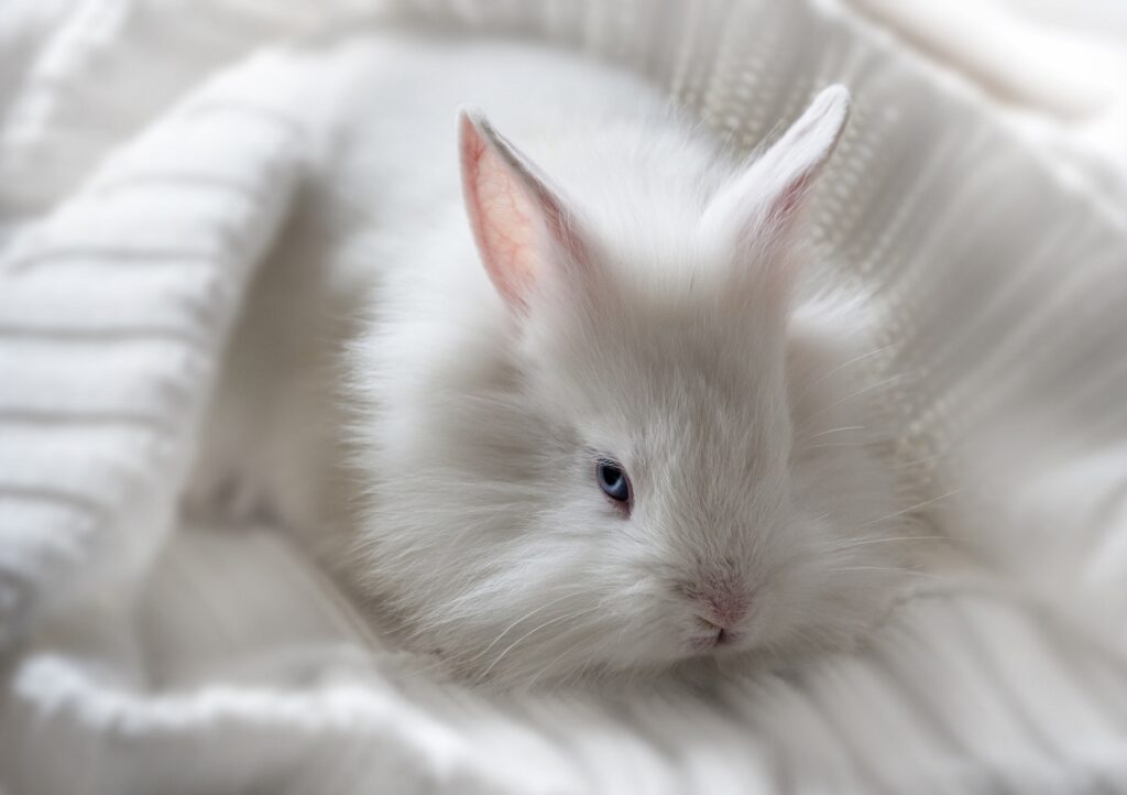 white angora