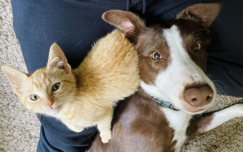Border Collie and an orange kitten lying together.