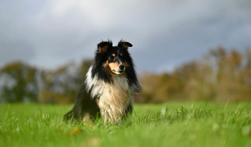 Shetland Sheepdog sitting on the grass with a scenic background.