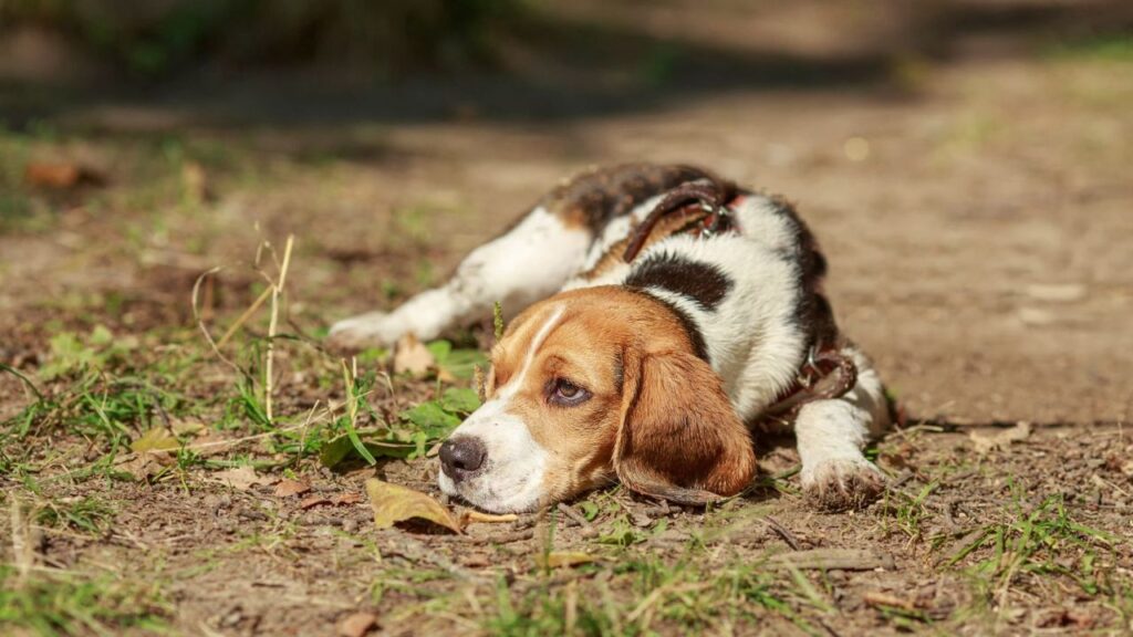 A tricolored beagle with a white, brown, and black coat lying on the ground in a natural outdoor setting. The dog appears relaxed with its head resting on the soil, surrounded by green grass and dry leaves, enjoying the sunny day.