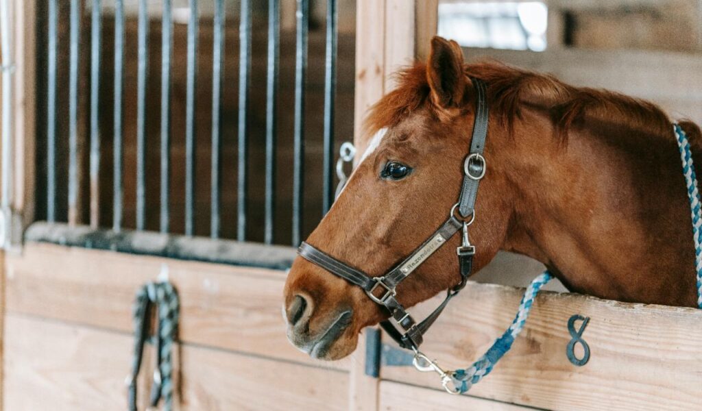 A chestnut horse with a halter resting its head over the wooden door of a stable. The stable door has the number 8 marked on it, and a blue rope halter hangs nearby. The horse looks calm and curious, with the indoor stable environment featuring wooden panels and metal bars in the background.