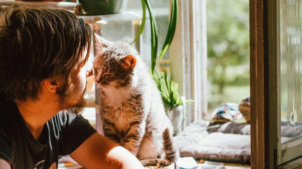 Cat nuzzling its owner near a sunny window with plants in the background.