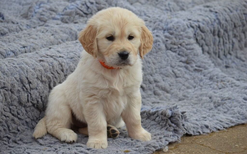 A fluffy golden retriever puppy with a soft cream-colored coat sits on a cozy gray blanket, wearing an orange collar, looking calm and thoughtful.