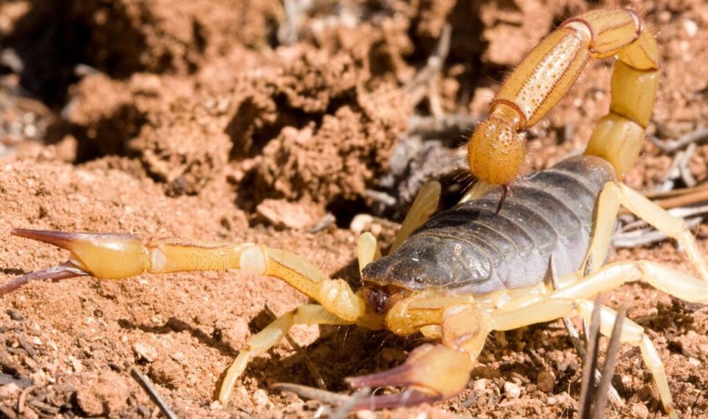 Yellow scorpion on dry, reddish soil with raised tail.