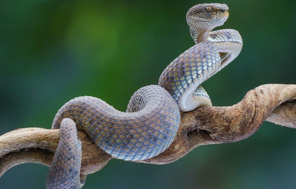 Coiled snake with patterned scales wrapped around a branch against a green blurred background.