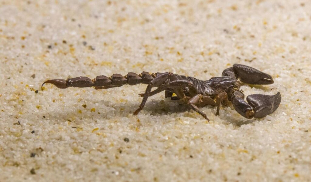 Dark brown scorpion crawling on a sandy surface.