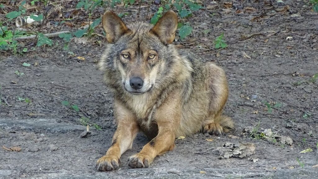 A majestic wolf with a thick brown and gray coat lying on the forest floor, surrounded by dry leaves and greenery, gazing intently at the camera.