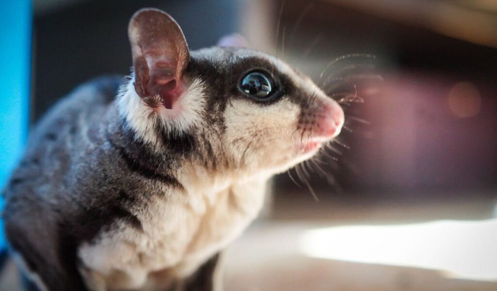 A close-up side profile of a sugar glider, showcasing its large, shiny black eyes, pink nose, and rounded ears. The glider's soft gray and white fur is highlighted by natural lighting, with a blurred background adding depth to the image.