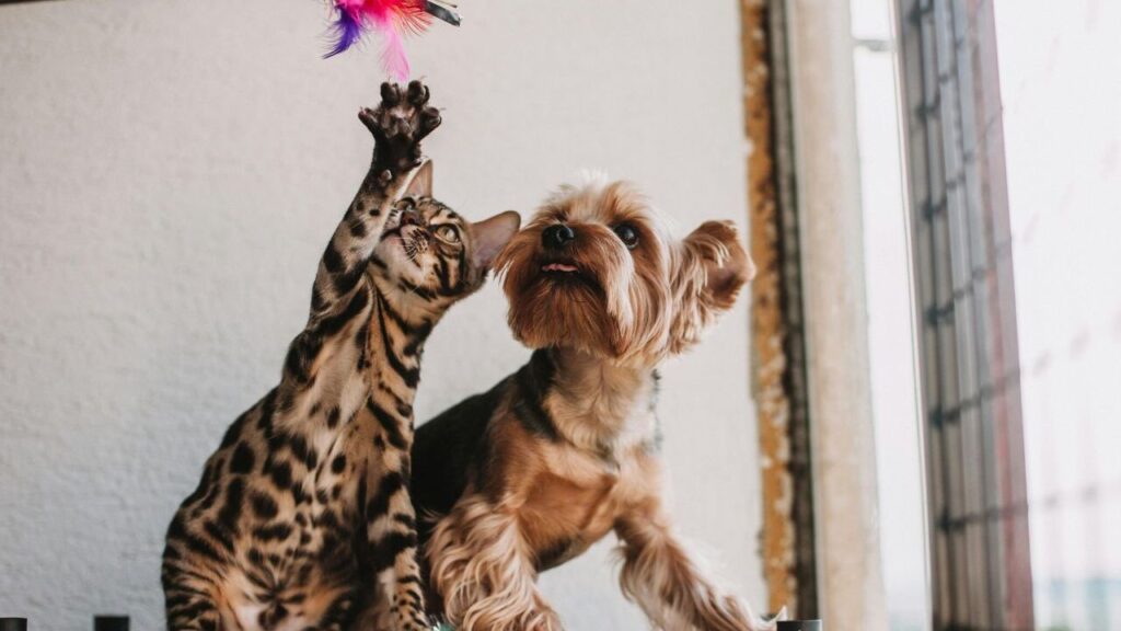 A playful Bengal cat with a spotted coat reaching for a feather toy, sitting next to a small Yorkshire Terrier indoors.