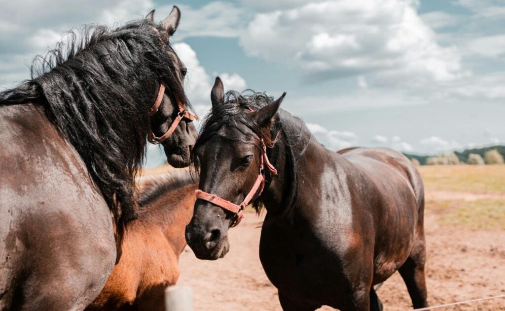 Two brown horses with flowing manes wearing red halters standing close together in a sunny field, with a clear sky and clouds in the background.