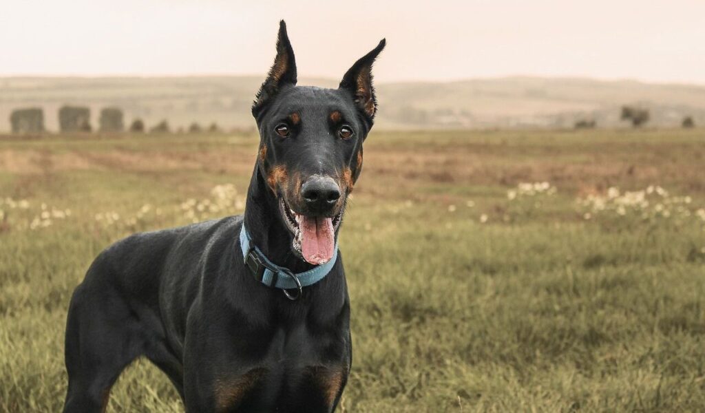 A black and tan dog with pointed ears stands on a grassy field, wearing a blue collar and looking alertly forward with its tongue out. The background features a serene countryside landscape under soft lighting.