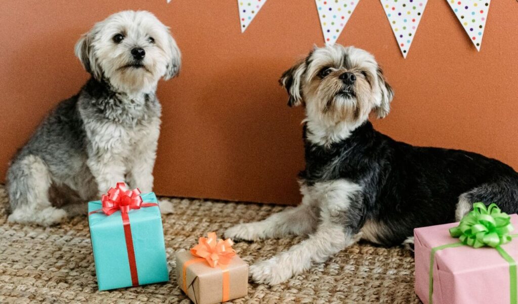 Two small dogs with presents around them at a festive party setting.