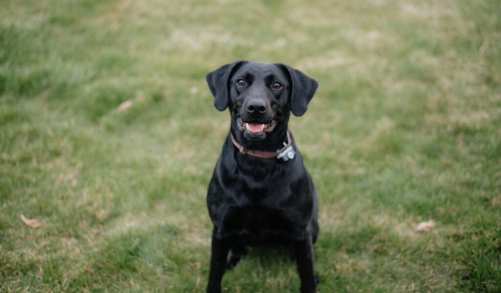 Black Labrador sitting on grass, looking happy.