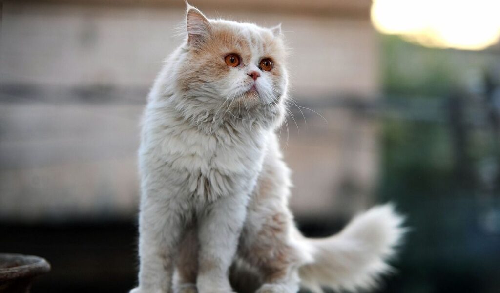 Cream-colored Persian cat sitting outside.