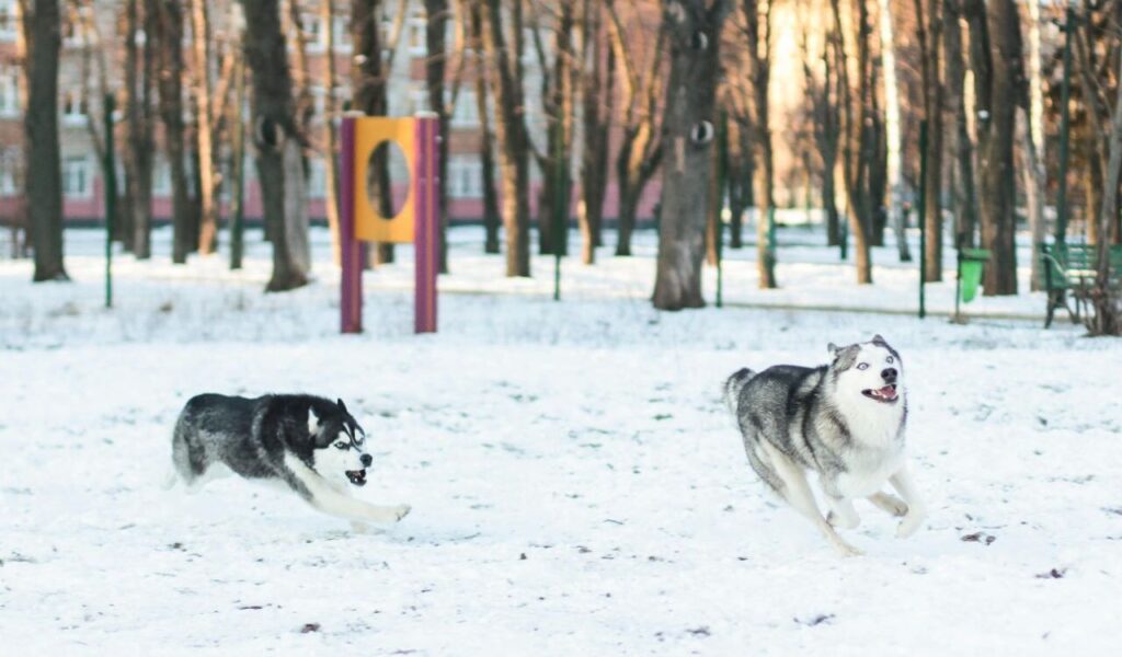 Two Siberian Huskies running and playing.