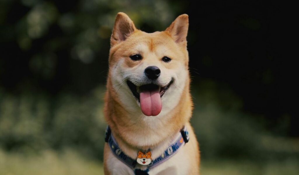 Smiling Shiba Inu dog wearing a harness outdoors.