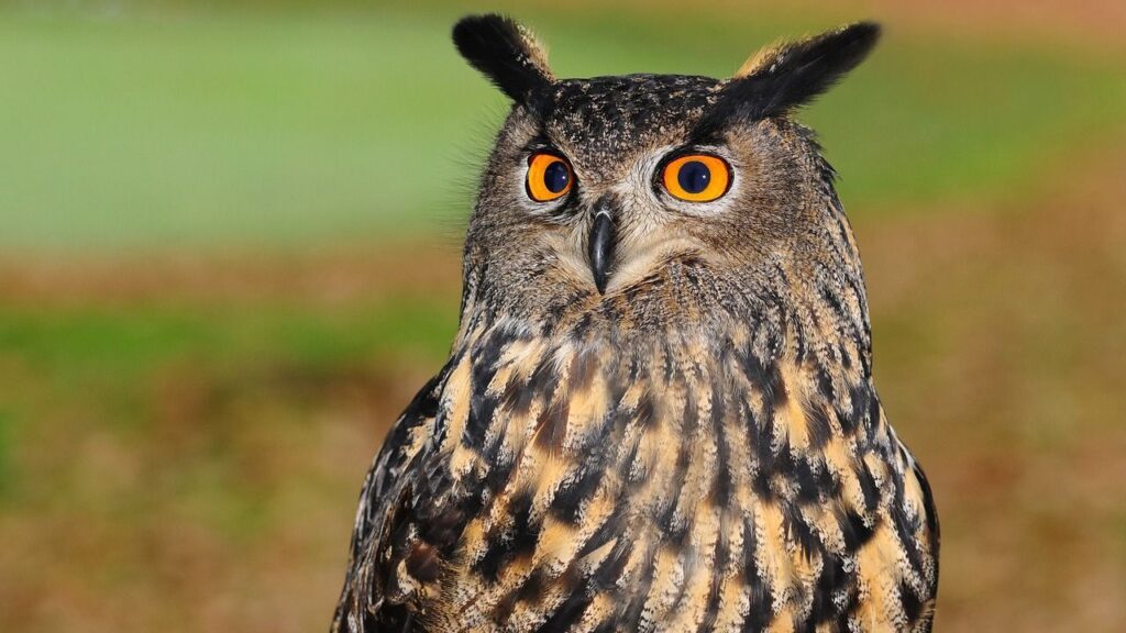 A close-up of a majestic owl with striking orange eyes, perched against a blurred natural background.