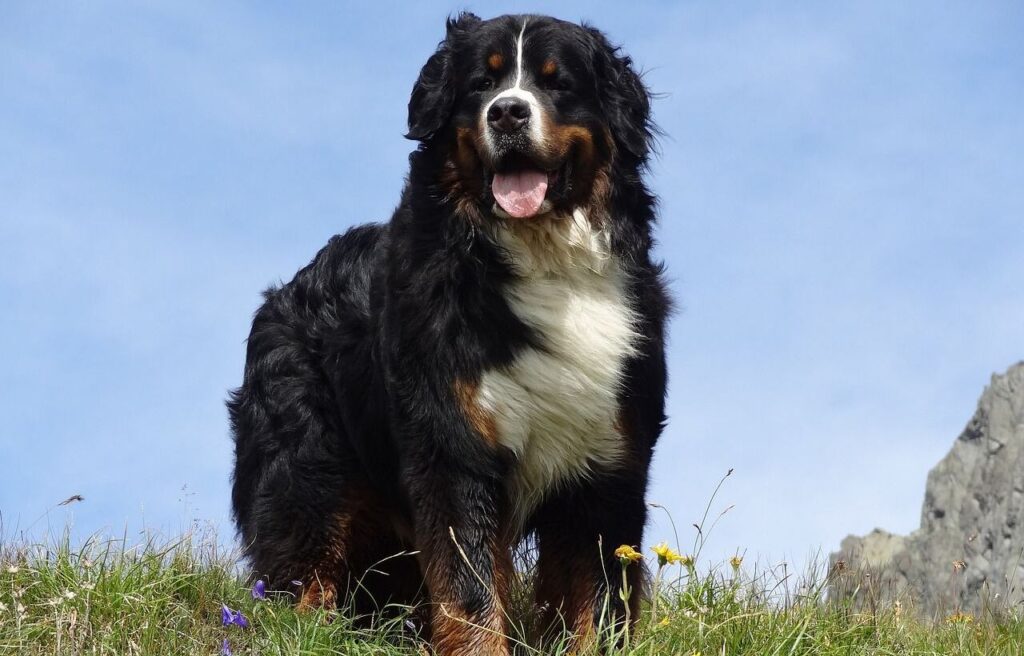 Bernese Mountain Dog on a grassy hill.