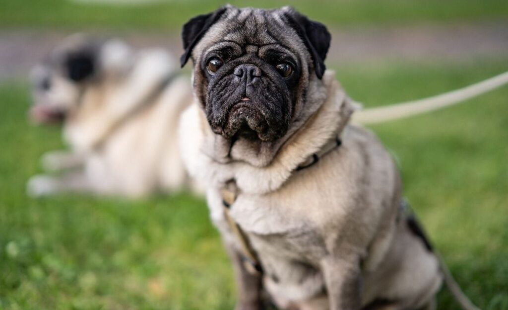 Pug sitting on grass with another in the background.