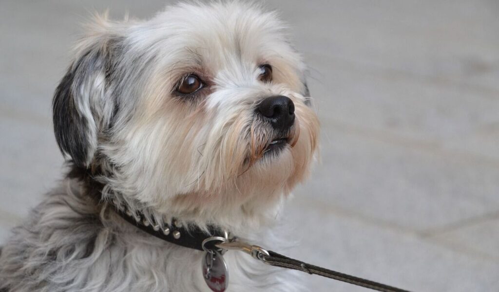 Shih Tzu on a leash, looking up.