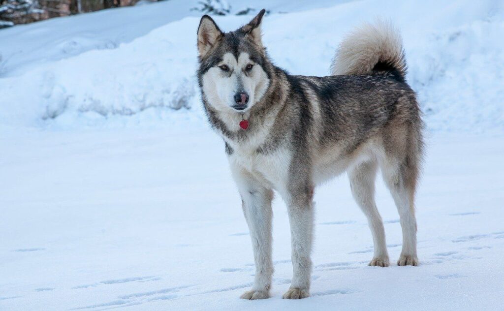 Alaskan Malamute standing on snow